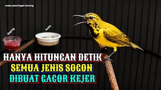 Hitungan detik gacor kejer‼️ Pancingan sogon agar bunyi dan emosi