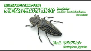昆虫シリーズ65 タマムシ、シデムシ、ハサミムシ | あきた森づくり活動