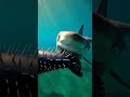 Spiked Boots vs. Sharks: A Heart-Stopping Encounter#sharks #adventure #ocean