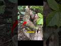 Slowest vs Fastest Animals 🐌⚡ The Difference is INSANE 😳 #shorts