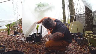 Did my Coconut palm Survive? Mango grafted tree, and Tropical avocado 🥑 Cold protection and more.