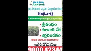 malabar neem , melia dubia ,sandalwood ,redsandal wood , nursery plants & drip  9000042344