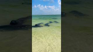 This was crazy!! Definitely a weird experience 😳 #manatee #nature #floridaman ￼#visitflorida