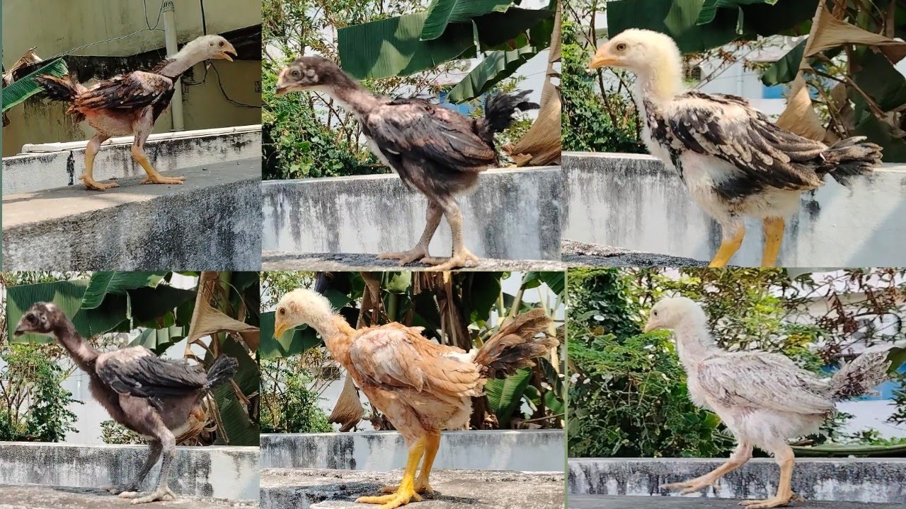 Sri asirithalli farms 9959332313