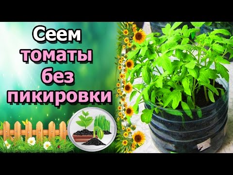 🍅ПРОСТЕЙШИЙ СПОСОБ ВЫРАЩИВАНИЯ ТОМАТОВ БЕЗ ПИКИРОВКИ!!!