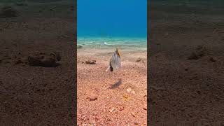 peixe borboleta de barbatana filamentosa.