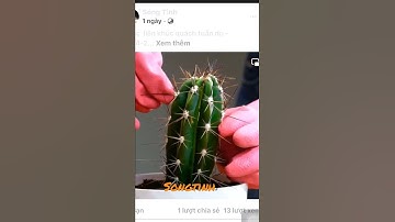 Cách ghép thanh long với xương rồng  #shorts#caytrong