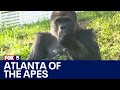 Zoo Atlanta summer tickets include apes and more | FOX 5 News