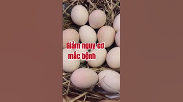 6 Lợi Ích Bất Ngờ Khi Bạn Ăn Trứng Gà Hàng Ngày #shorts