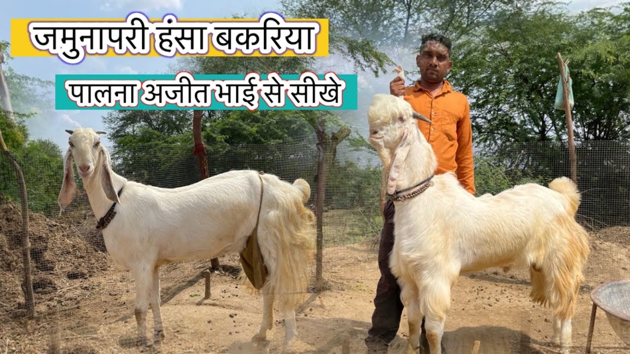 Разведение коз породы Джамунапари Ханса || Учитесь у Аджита Бхаи || Счастливая козья ферма ❤️