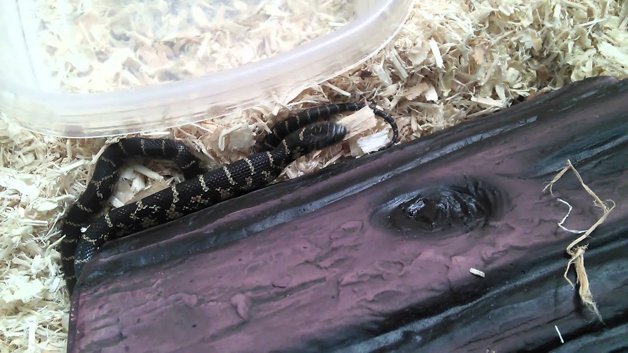 Curated visual reference: Picture Idea: Baby Florida King Snake Feeding Part 2