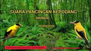 PANCINGAN PIKAT SUARA KEPODANG 100%AMPUHHH NGGA PAKAI LAMA BURUNG AUTO LENGKET