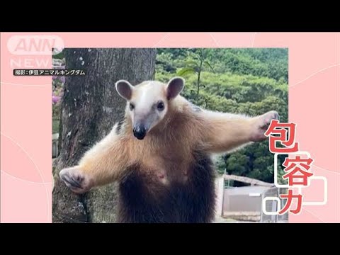 皮肉屋さんにも効く人生のクスリ : 幸せを求めるアザラシの歩く道は・・・・・・ Amazon.com: 皮肉屋さんにも効く人生のクスリ―幸せを求める
