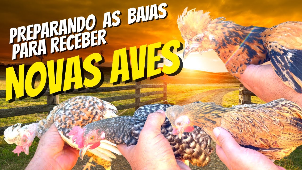 PREPARANDO AS BAIAS PARA RECEBER NOVAS AVES