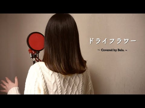 ドライフラワー／優里 (Covered by Belu.)