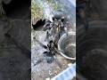 Pamphobeteus ultramarinus pairing