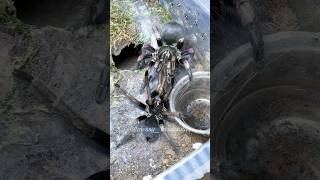 Pamphobeteus Ultramarinus Pairing