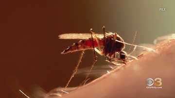 How To Protect Yourself After 1st Human Cases Of West Nile Virus Identified In Philadelphia