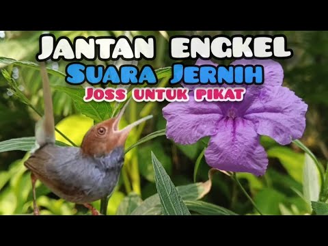 Suara Pikat Prenjak Tamu Gacor Engkel Memanggil Lawan 