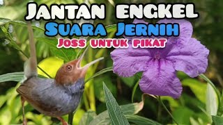 Suara Pikat Prenjak Tamu Gacor Engkel Memanggil Lawan 