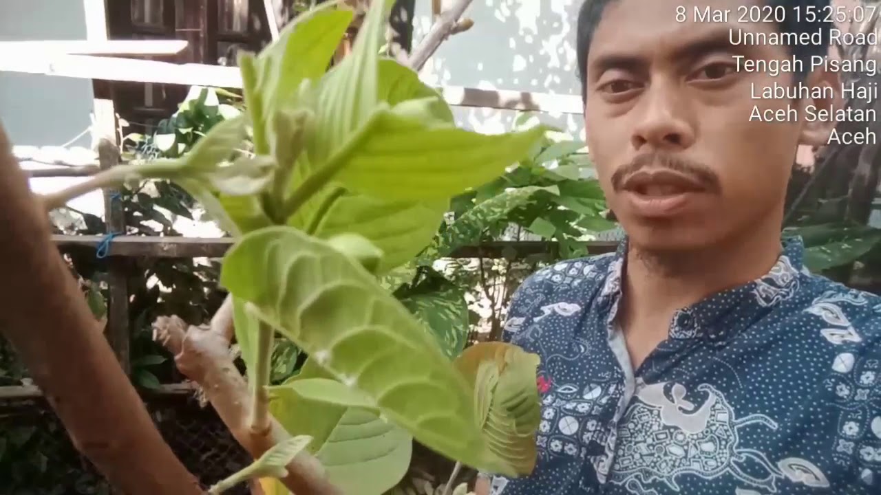 Hasil cangkok jambu kristal non biji 