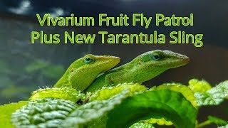 Vivarium Fruit Fly Patrol + New Tarantula Sling
