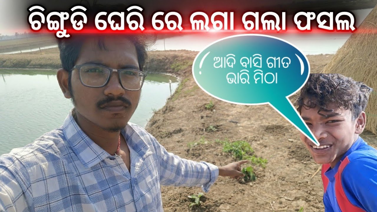 ଚିଙ୍ଗୁଡ଼ି ଘେରି ବନ୍ଧରେ ପରିବା ଚାଷ! ଗୋଟିଏ ଜାଗାରେ ଦୁଇଗୁଣା ଲାଭ 💸🦐