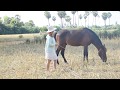 Horse training | How to teach your horse to lay down