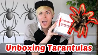 Unboxing Tarantulas I Ordered Online!
Unboxing tarantulas I ordered online from micro wilderness!
USE CODE TYRUGGE10 for 10% off you entire order!
Micro Wilderness: https://www.microwilderness.com
SUBSCRIBE TO MY VLOG CHANNEL: https://www.youtube.com/channel/UC335A4cOrjpTjWkXpOT9lfg
My Social Media:
Twitter: https://twitter.com/tylerrugge
Instagram: https://instagram.com/tylerrugge
Facebook: https://www.facebook.com/TylerRuggeOfficial
Snapchat: trugge Unboxing Tarantulas I Ordered Online!