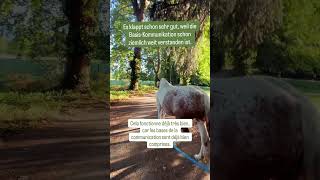 #chevaux #pferdetraining #equitationethologigue #equestrian #somaticexperiencing