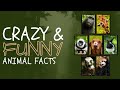 Amazing Animal Facts For Kids | Fascinating And Educational | Educational Videos For Kids #facts