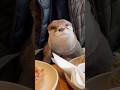 カワウソの休日😏😏 The Otter's Day Off #shorts