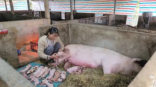 Pigs about to give birth stop breathing, Call a veterinarian to save the sow. (Episode 117).