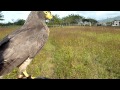 Lances de Rupornis Magnirostris (Buteo) a pajaritos 2