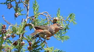 Red Crossbill