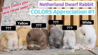 Netherland Dwarf Rabbit COLORS Compilation#1 | Size & Full Grown. Funny Cute Baby Bunny Breeds