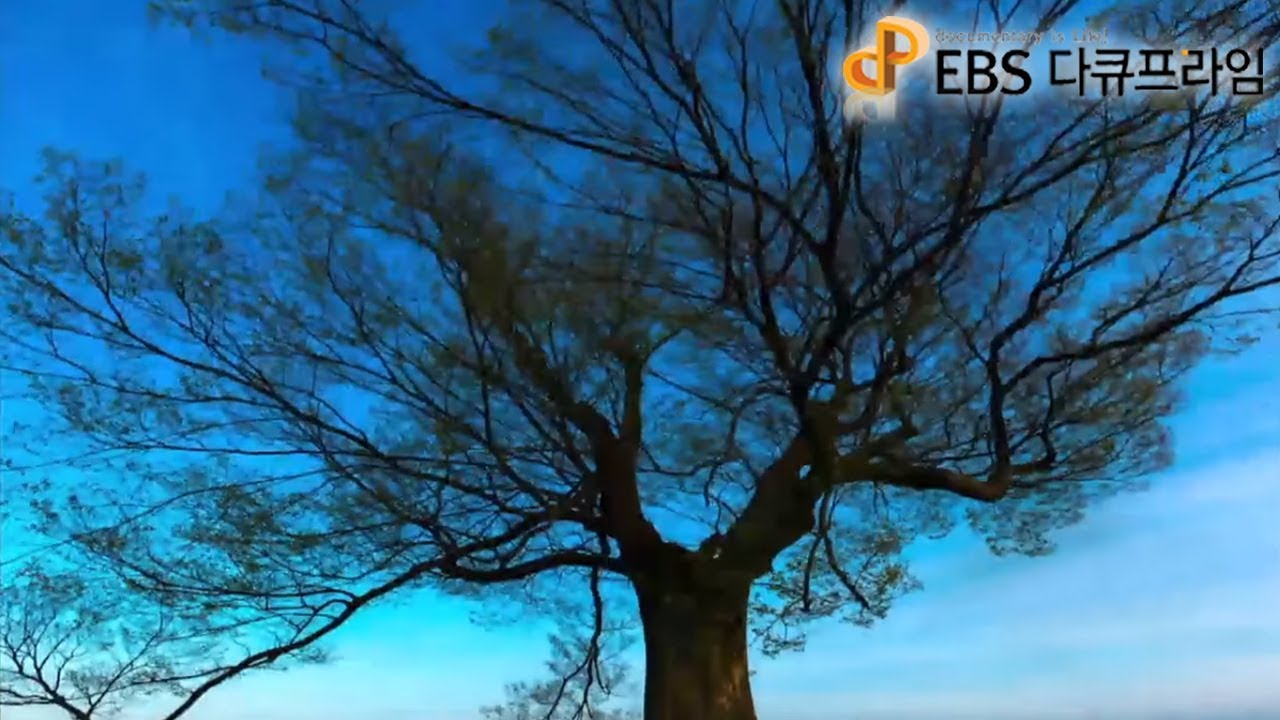 다큐멘터리 역사를 찾아서 EBS 다큐프라임 - Docuprime_5원소, 문명의 기원 (나무, 지식을 담다)_#001