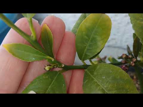 Video: Meyer limon yetişdirilməsi: Meyer limon ağacına qulluq haqqında məsləhətlər