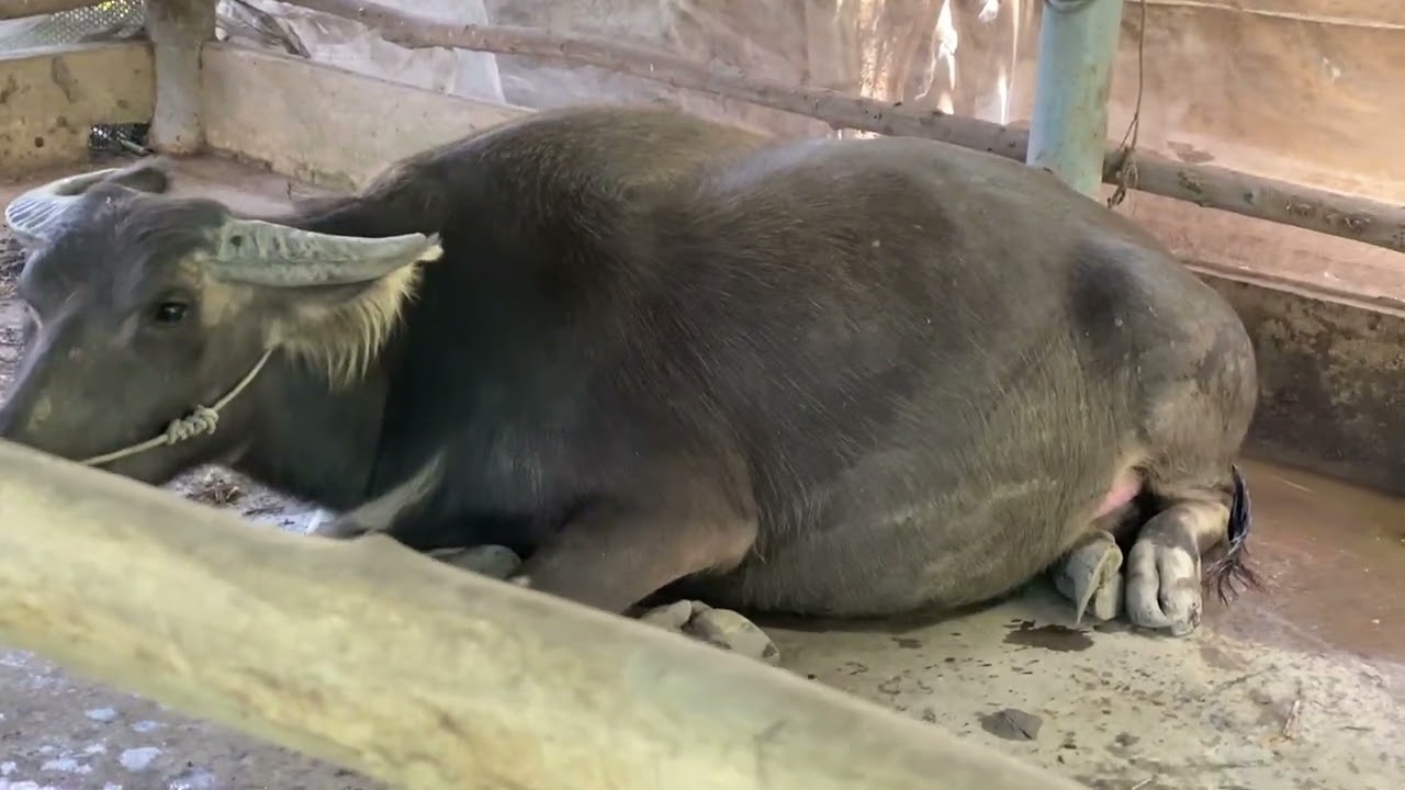 Lần đầu tiên thấy con trâu ở khoảng cách gần vậy. Cái tai con trâu là như này ư?