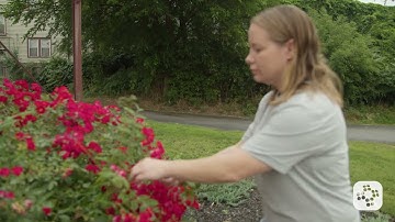 Snake Bites | Treatment and First Aid