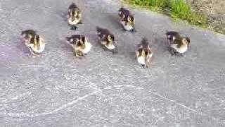 9 ducklings stalking me!