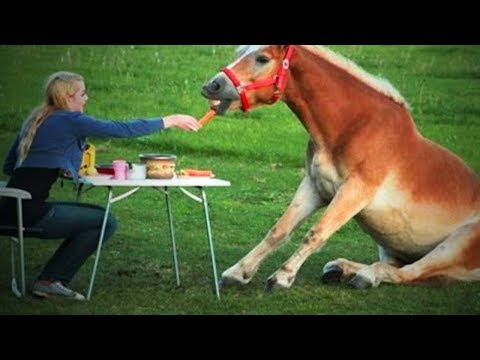 funny-horses-🐴🐴-funny-horses-moments-and-fails-(full)-[funny-pets]