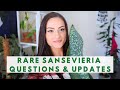 RARE SANSEVIERIA CARE &amp; UPDATES | QUESTIONS ANSWERED | How to Care for Snake Plants