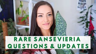 RARE SANSEVIERIA CARE &amp; UPDATES | QUESTIONS ANSWERED | How to Care for Snake Plants