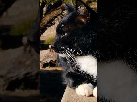 ضيق التنفس عند القطط مشاكل التنفس عند القطط اسباب ضيق التنفس عند القطط علاج صعوبة التنفس عند القطط