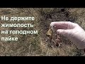 Подкормите жимолость ранней весной