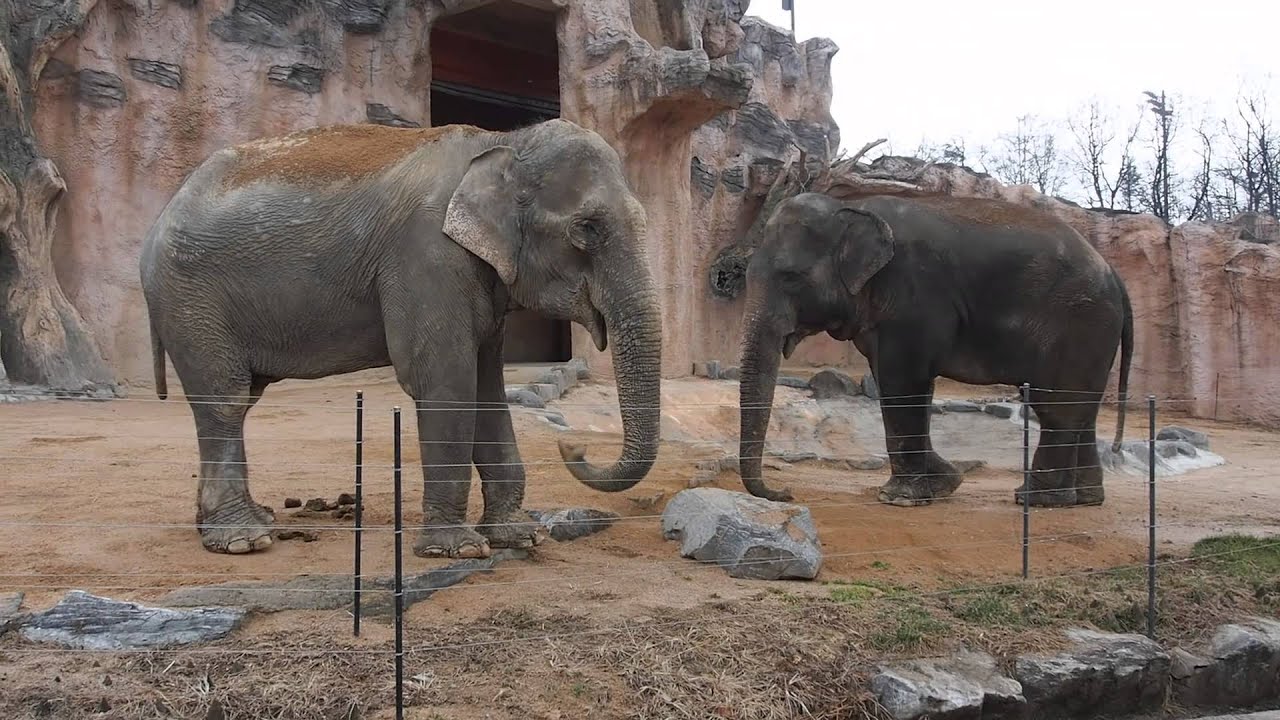 서울 어린이대공원 코끼리 커플 - YouTube