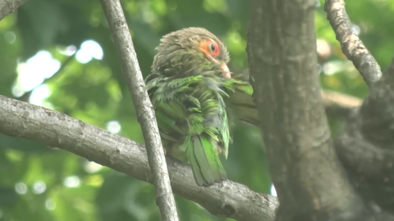 Brown headed barbet 