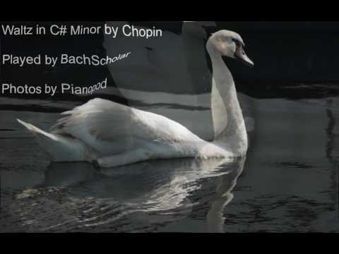 Chopin. Waltz in C# Minor op. 64 no. 2. Played By BachScholar (Photos by Pianopod)