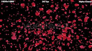 Rose | Motion Graphics - Envato elements